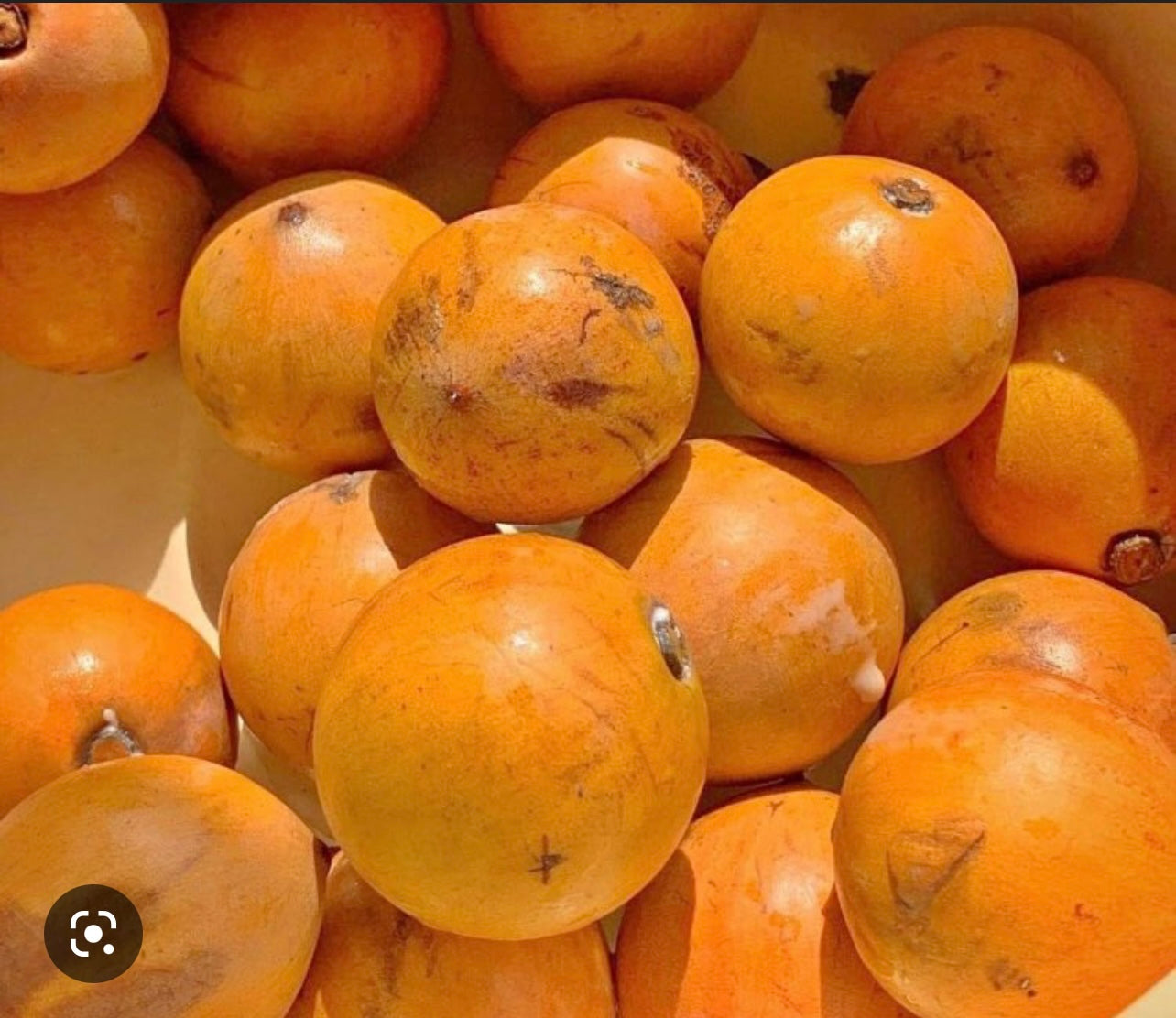 Udara/ Agbalumo/ African star apple